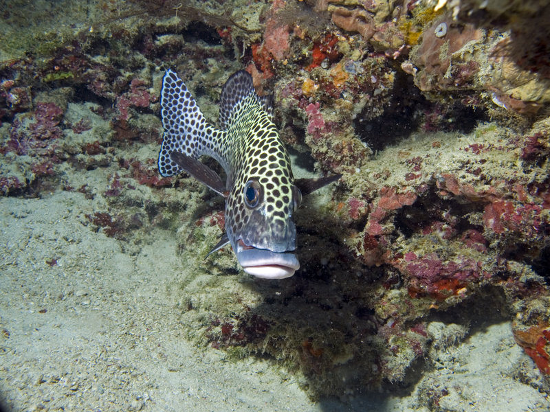 Harlequin Sweetlips, Barracuda Point